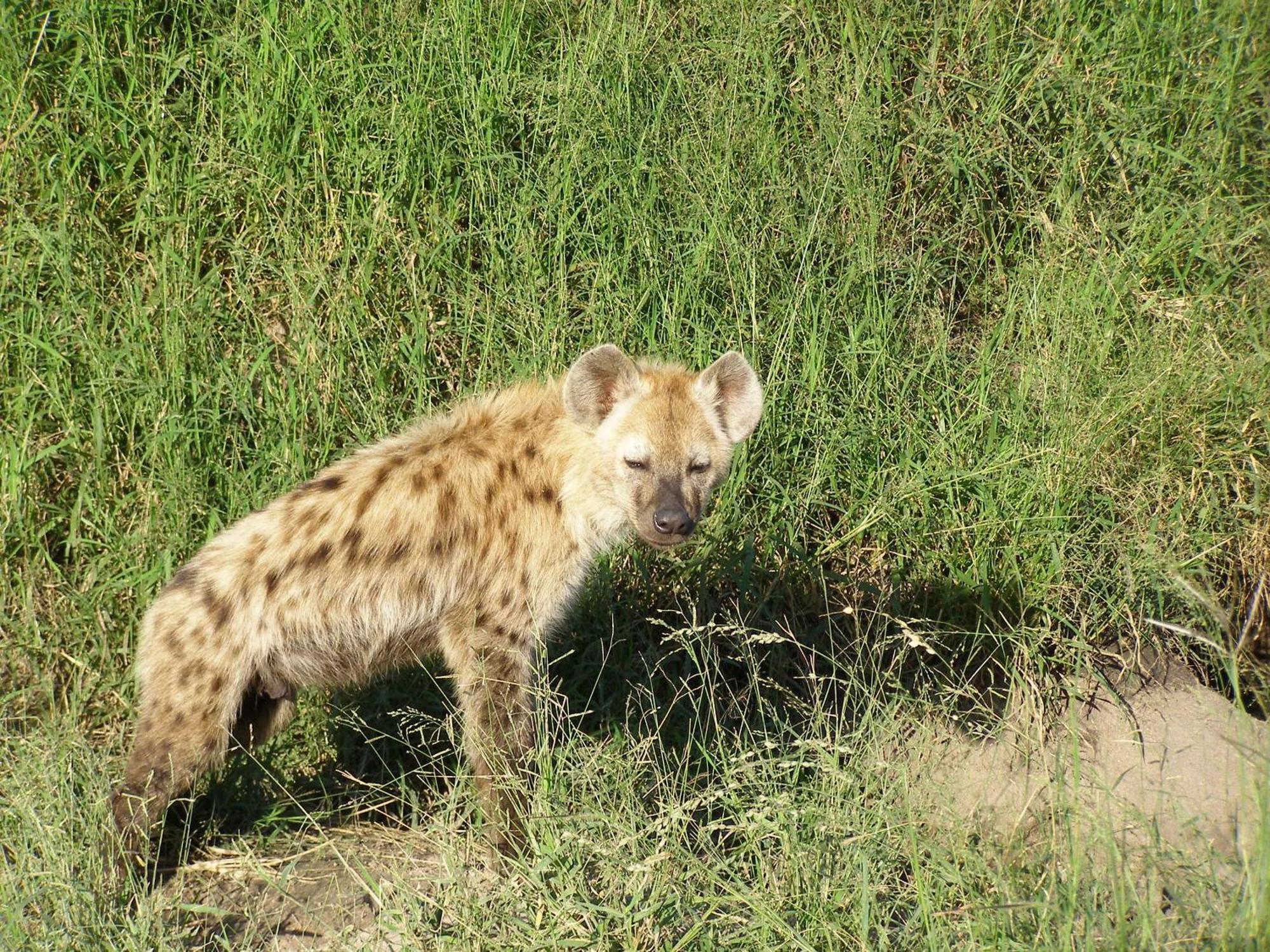Thornybush Simbambili Lodge Sabi Sand Vadrezervátum Kültér fotó